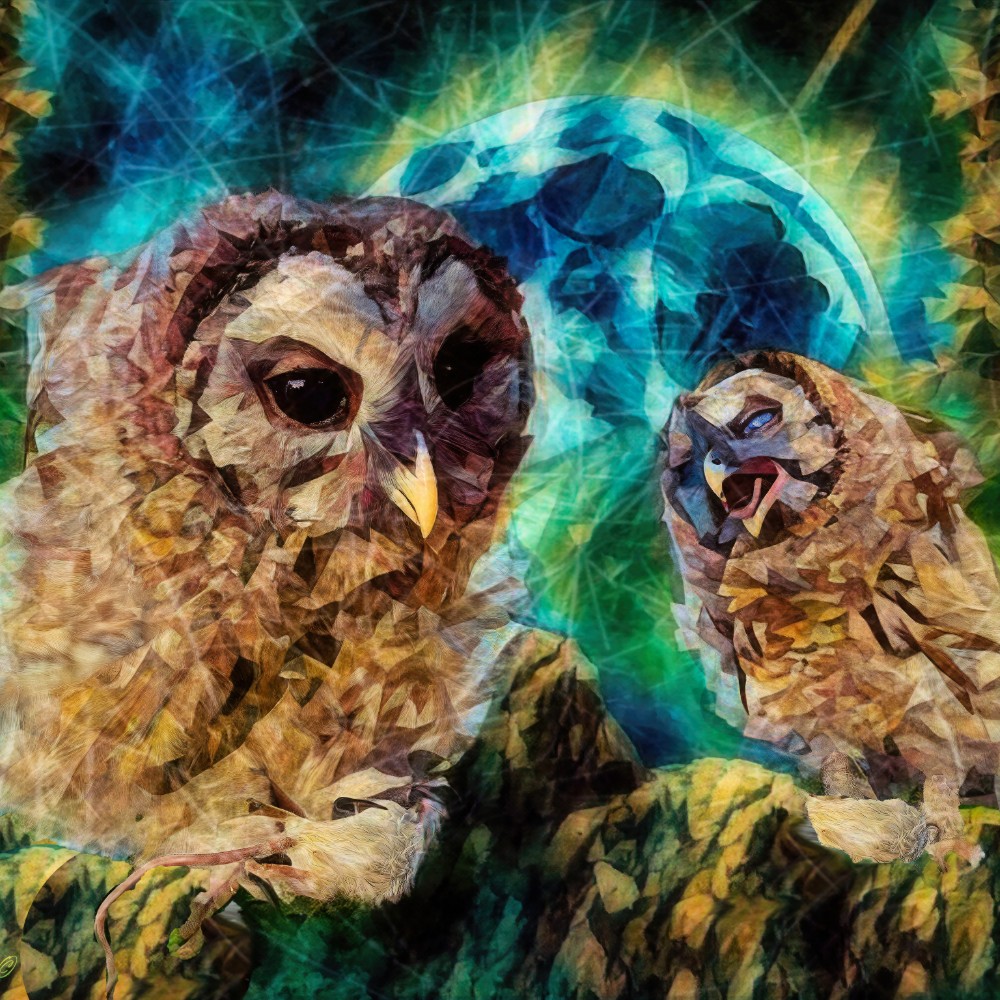 Kianna’s Owls — James Baxter